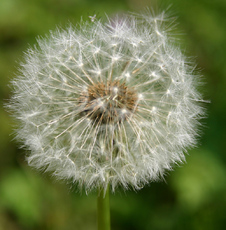 Pusteblume-2.jpg